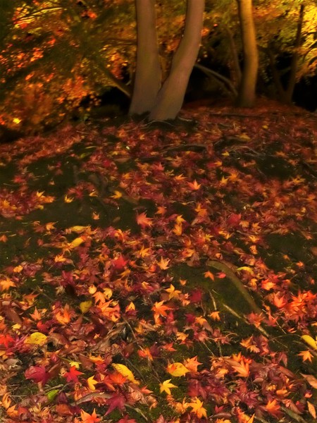 紅葉のライトアップは、幻想的でロマンティック