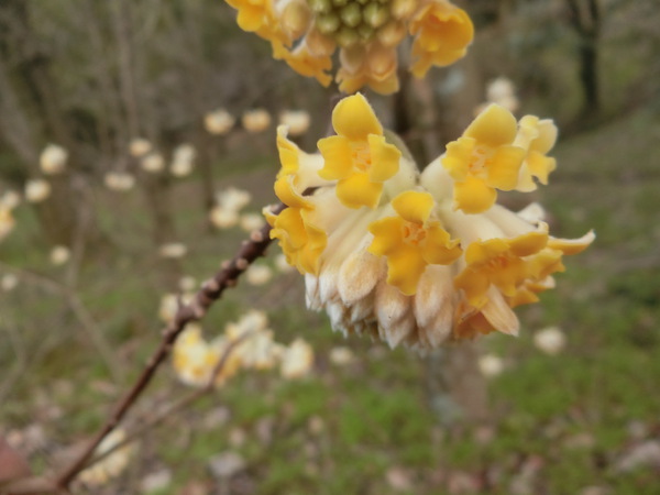 この花、何だ～