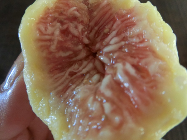 初物を食べるの巻