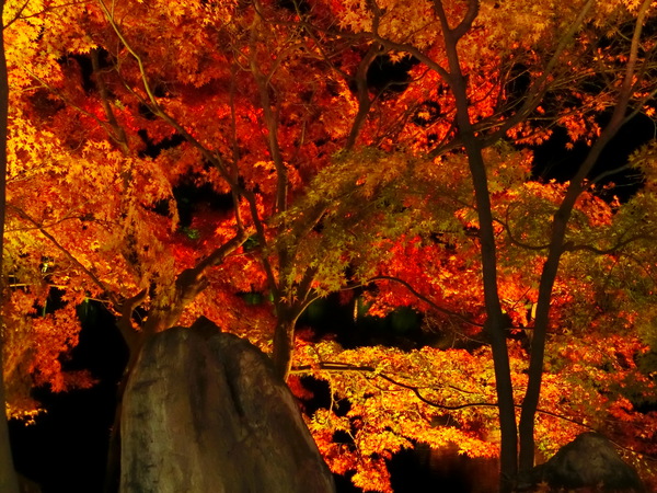 紅葉のライトアップは、幻想的でロマンティック