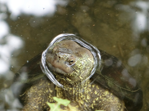 リツリンの生き物たち＆花と緑