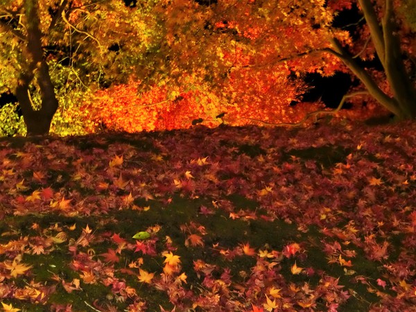 紅葉のライトアップは、幻想的でロマンティック