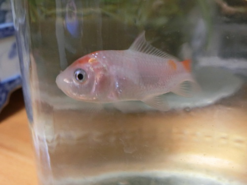 これからは、ふたりと金魚４匹の暮らし