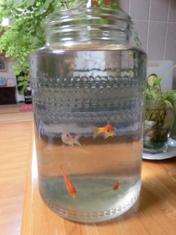これからは、ふたりと金魚４匹の暮らし