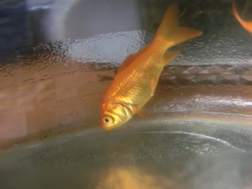 これからは、ふたりと金魚４匹の暮らし
