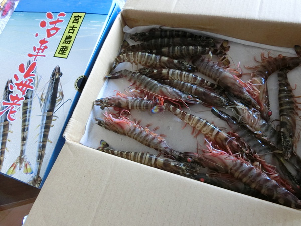 活き車えびが届く　♥～