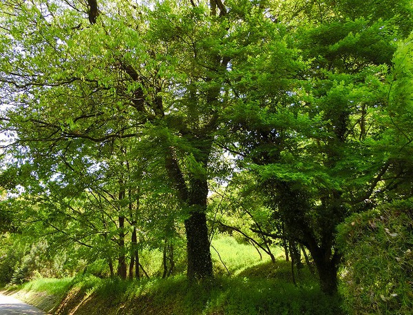 まるで北欧のような風景を歩く。