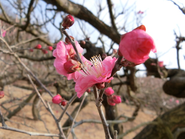 ちょっと、花情報