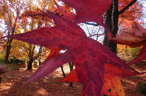 見ごろの紅葉をふたり占め