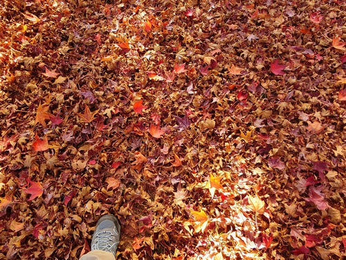 見ごろの紅葉をふたり占め