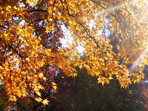 見ごろの紅葉をふたり占め