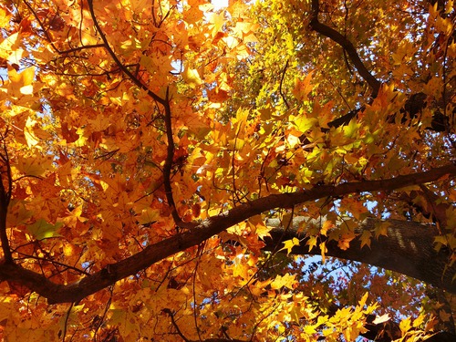 見ごろの紅葉をふたり占め