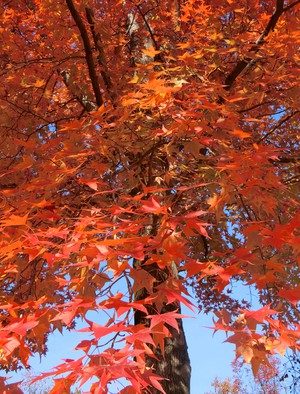 見ごろの紅葉をふたり占め