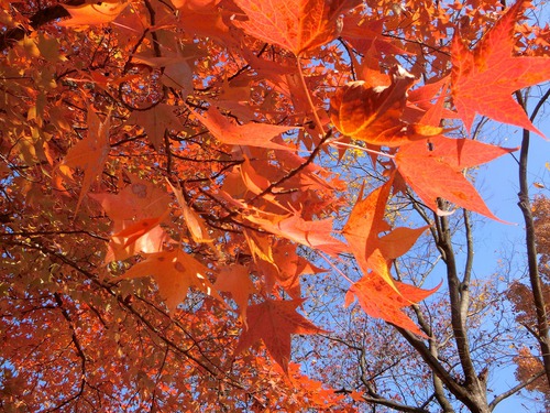 見ごろの紅葉をふたり占め