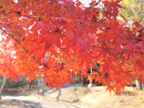 見ごろの紅葉をふたり占め