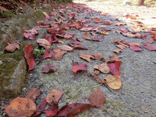 見ごろの紅葉をふたり占め