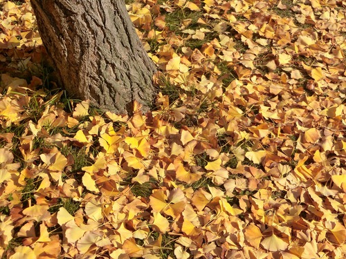 見ごろの紅葉をふたり占め