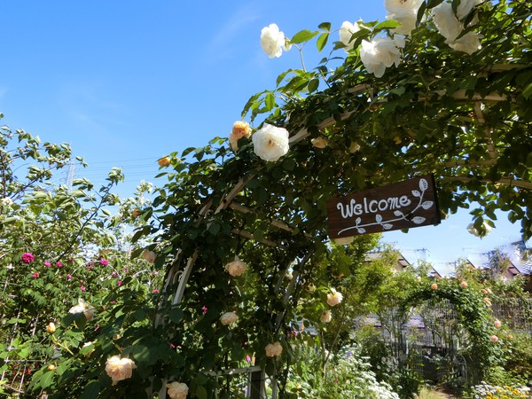 薔薇の花園におじゃましました。