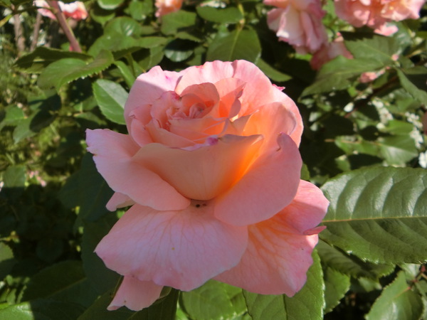 薔薇の花園におじゃましました。