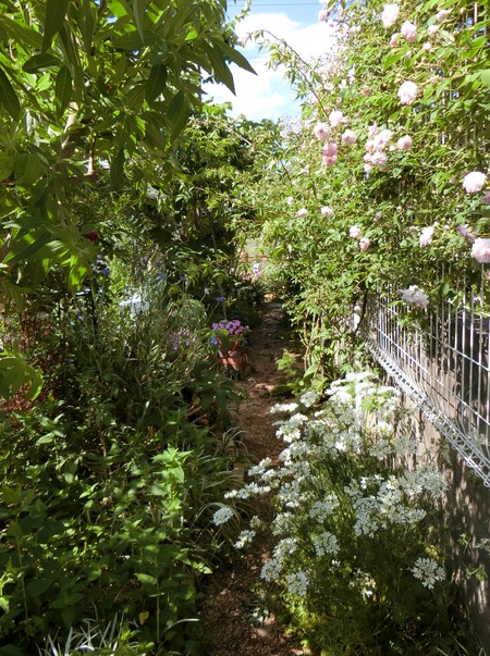 薔薇の花園におじゃましました。
