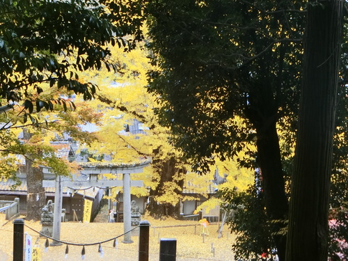 塩江の岩部神社の大イチョウ