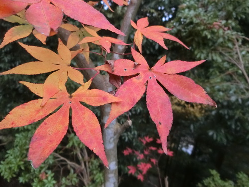 塩江の岩部神社の大イチョウ