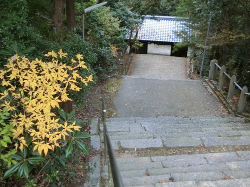 塩江の岩部神社の大イチョウ