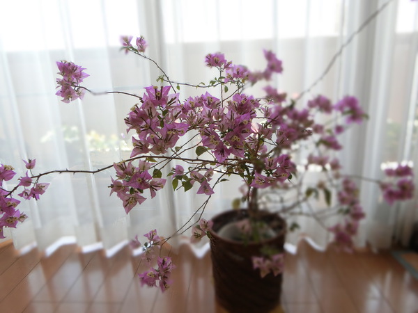出世した情熱の花「ブーゲンビリア」