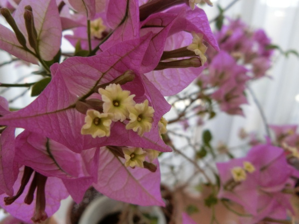 出世した情熱の花「ブーゲンビリア」