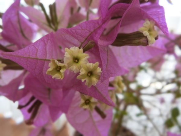 出世した情熱の花「ブーゲンビリア」