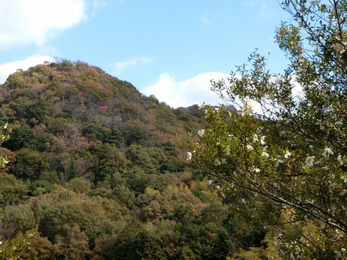 自粛生活で晩秋の二子山に登る。