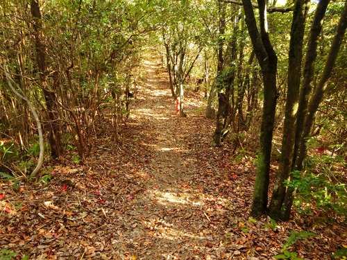 自粛生活で晩秋の二子山に登る。
