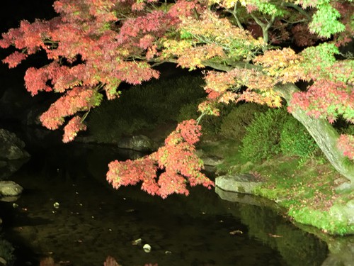 デートに打って付けの栗林公園ライトアップ