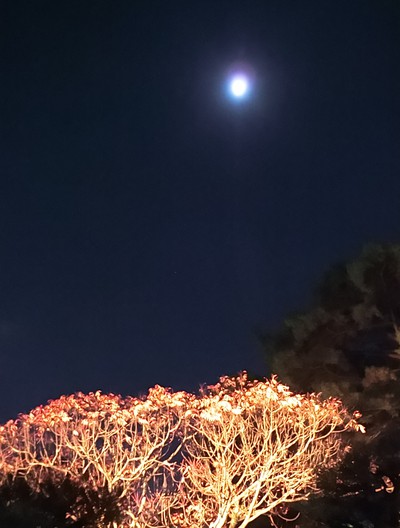 デートに打って付けの栗林公園ライトアップ