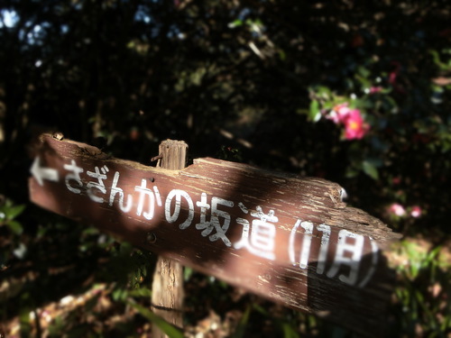山茶花の坂道を歩く。