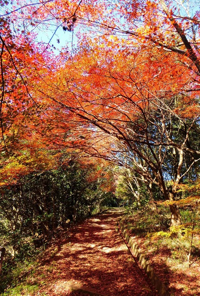 ぶらり散歩の先にあった晩秋