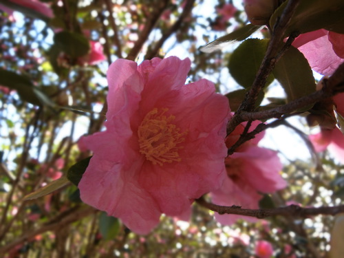 山茶花の坂道を歩く。