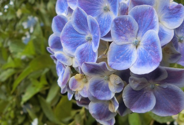 やさしい「かをると紫陽花物語」