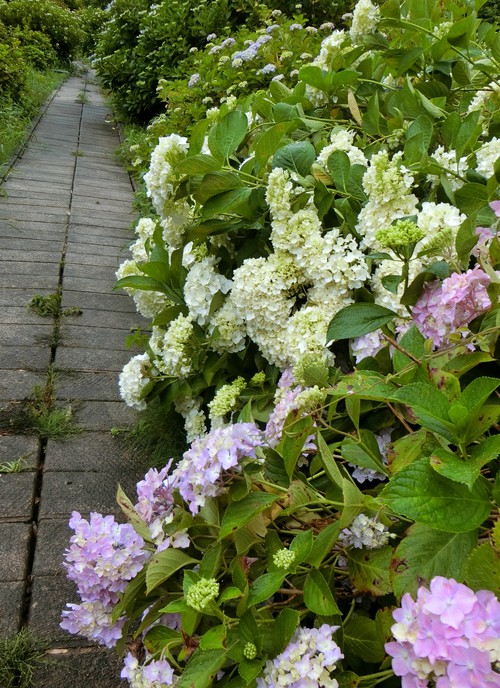 やさしい「かをると紫陽花物語」
