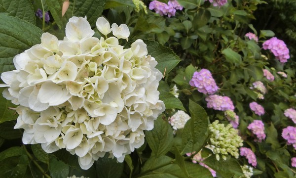 やさしい「かをると紫陽花物語」