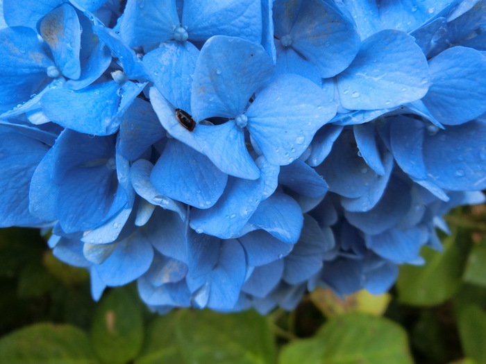 やさしい「かをると紫陽花物語」