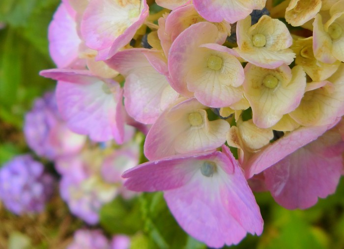 やさしい「かをると紫陽花物語」
