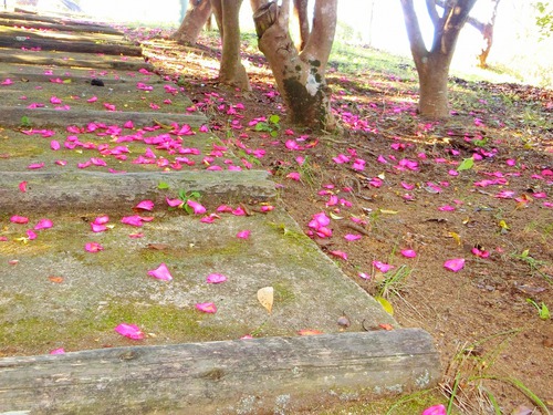 山茶花の坂道を歩く。