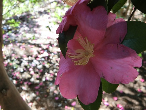 山茶花の坂道を歩く。