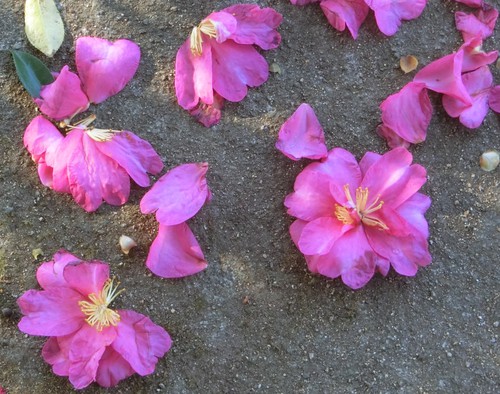 山茶花の坂道を歩く。