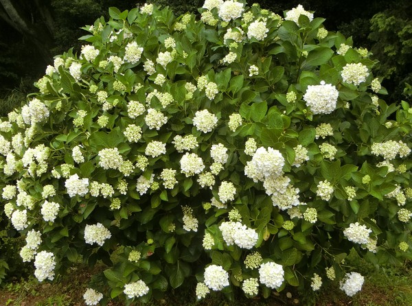 やさしい「かをると紫陽花物語」