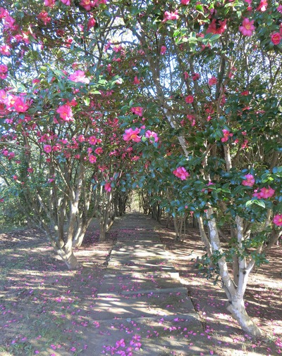 山茶花の坂道を歩く。