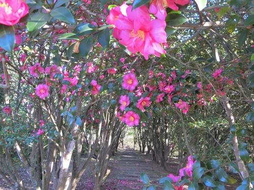山茶花の坂道を歩く。