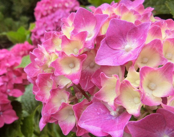 やさしい「かをると紫陽花物語」