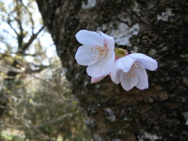 吉永小百合に出会った気分